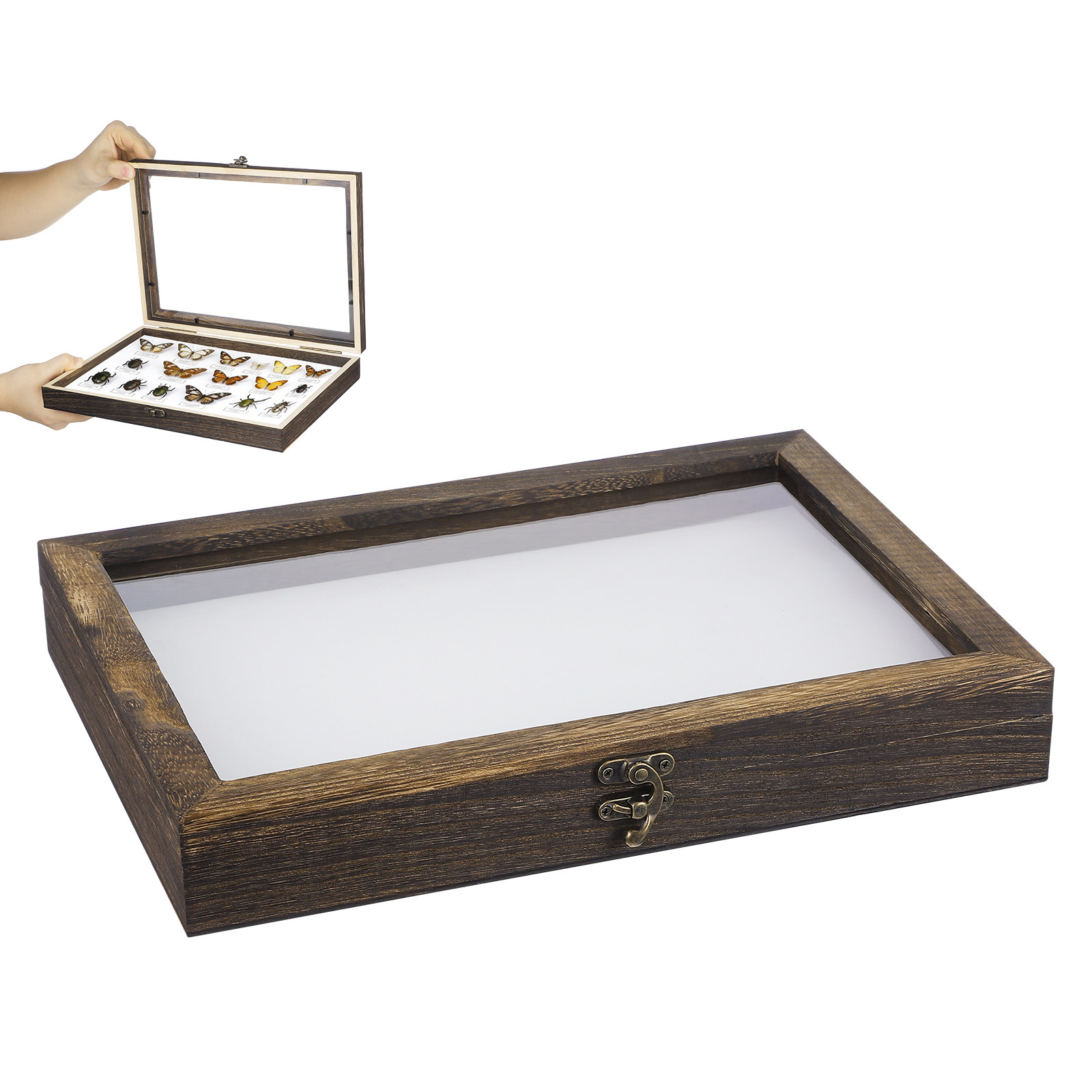 1Set Wood Specimen Showcase In - Frame Display Wood ulasan dan harga