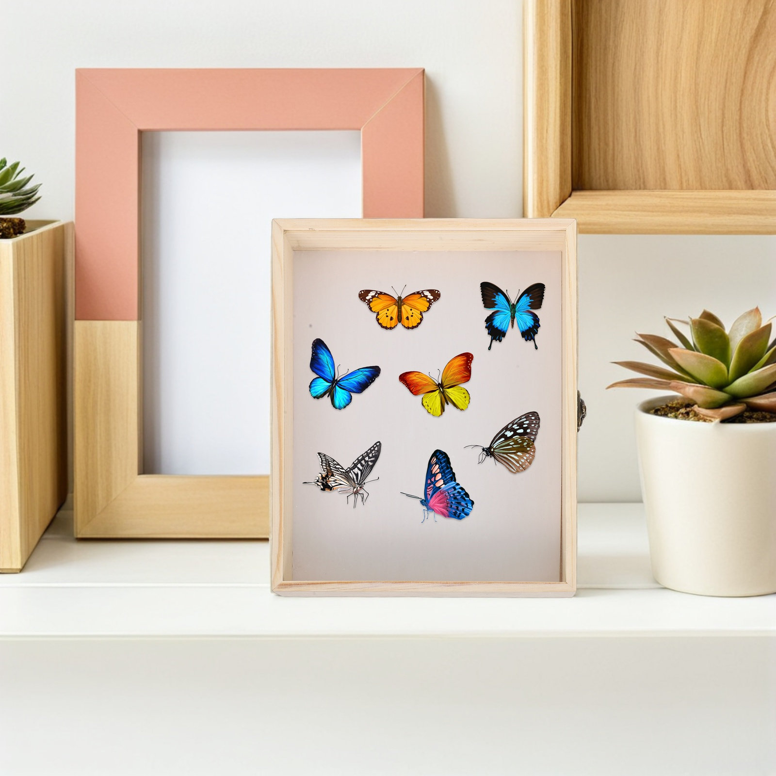 Solid Wood Insect Specimen Dis - Frame Display Wood ulasan dan harga
