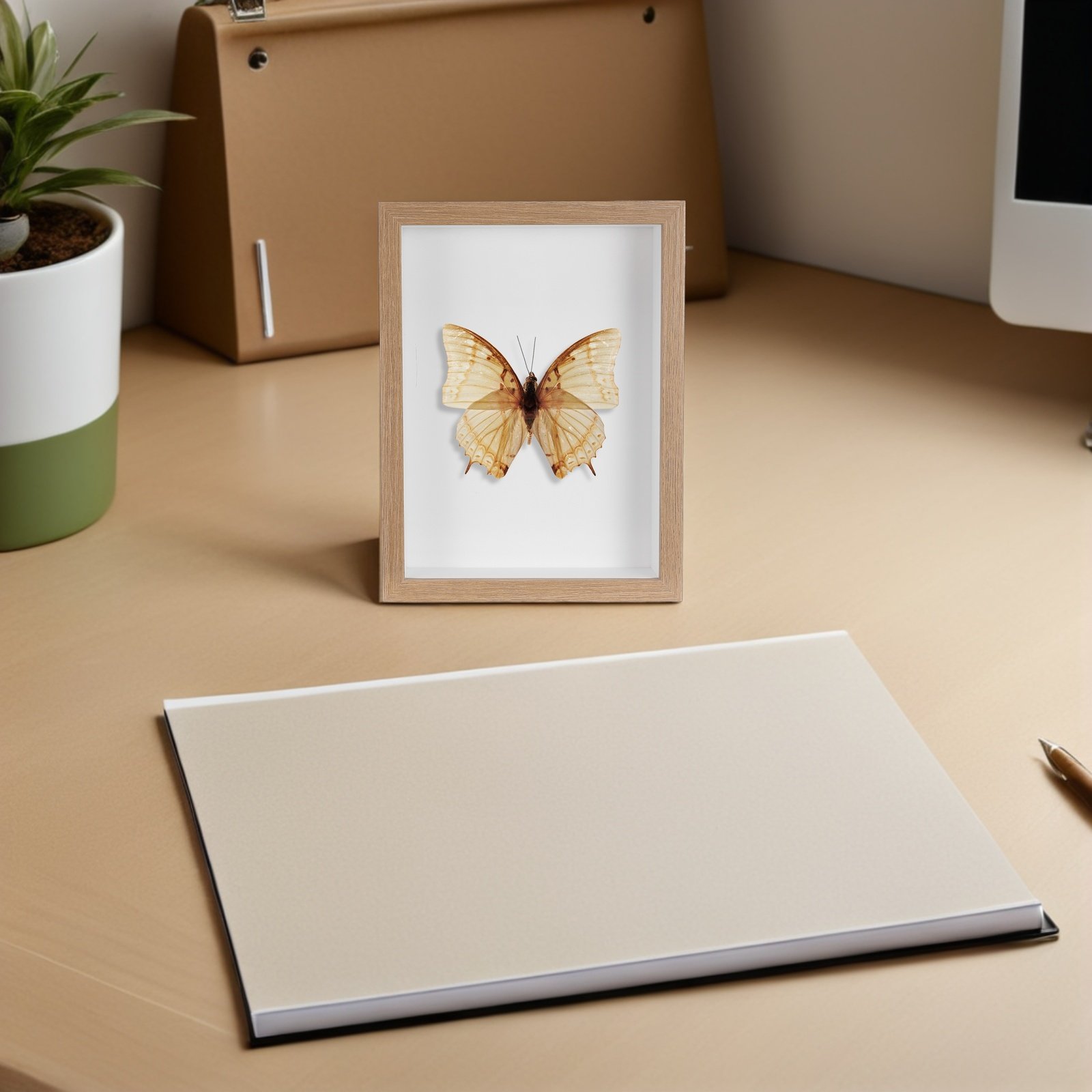 Wooden Framed Bug Display Case - Frame Display Wood ulasan dan harga
