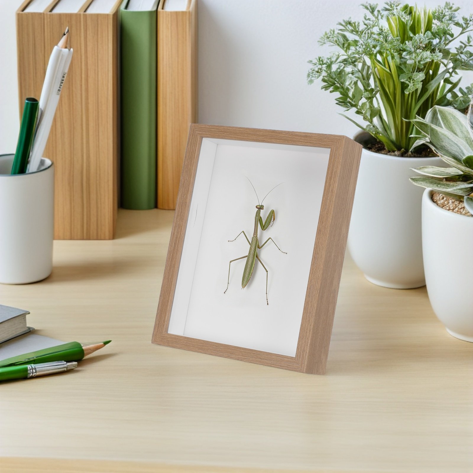 Wooden Framed Bug Display Case - Frame Display Wood ulasan dan harga